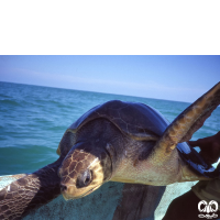 گونه لاکپشت زیتونی ریدلی Olive Ridley Turtle